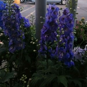 Meet your Posher, Julie